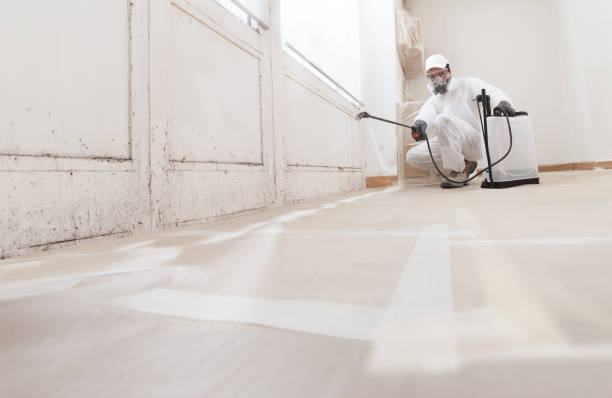 24/7 Emergency Basement Mold Remediation experts in Fort Myer, VA