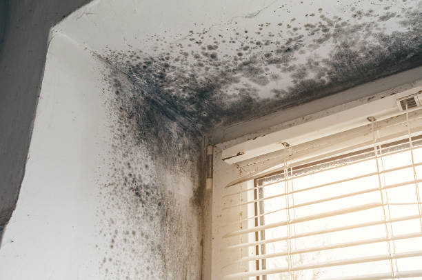 Affordable Basement Mold Remediation solutions in Fort Myer, VA