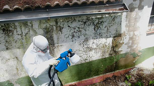 Top rated local Basement Mold Remediation specialists in Fort Myer, VA